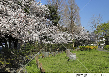 足立区東綾瀬公園　桜の季節 39889179