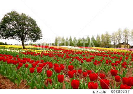 チューリップ チューリップ 39889257