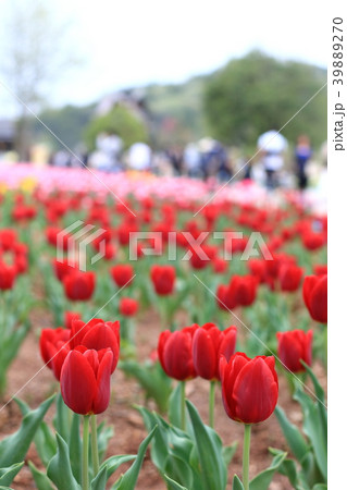 チューリップ 39889270
