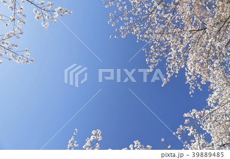 足立区東綾瀬公園 青空と桜 足立区東綾瀬公園 青空と桜 39889485