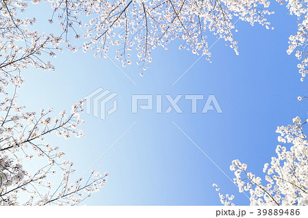 足立区東綾瀬公園 青空と桜 足立区東綾瀬公園 青空と桜 39889486