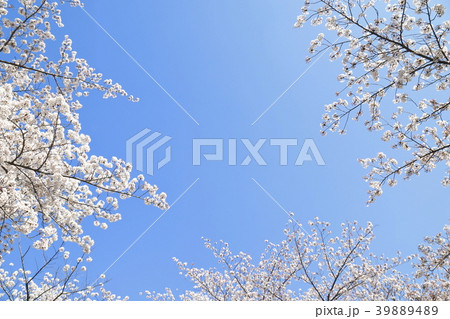 足立区東綾瀬公園 青空と桜 足立区東綾瀬公園 青空と桜 39889489