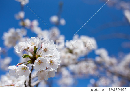 青空と桜 青空と桜 39889495