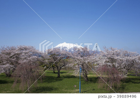 岩木山と桜 岩木山と桜 39889496