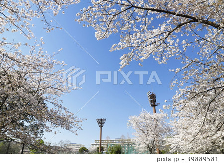 足立区東綾瀬公園　青空と桜　野球場の照明塔 39889581