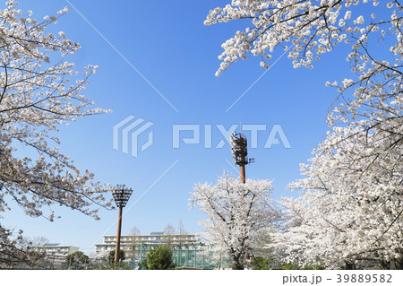 足立区東綾瀬公園 青空と桜 野球場の照明塔 足立区東綾瀬公園 青空と桜 野球場の照明塔 39889582