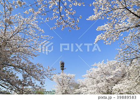足立区東綾瀬公園 青空と桜 野球場の照明塔 足立区東綾瀬公園 青空と桜 野球場の照明塔 39889583