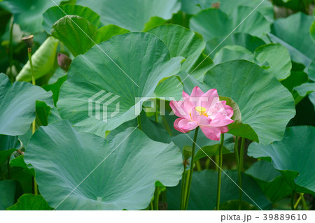 ハスの花 39889610