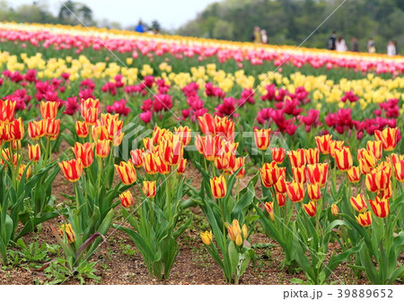 チューリップ 39889652