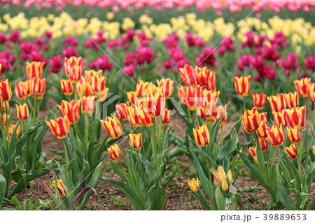 チューリップ 39889653