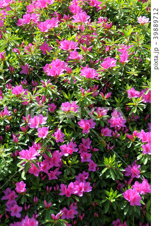 サツキ サツキ 39889712