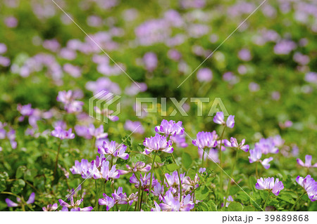 レンゲ草　 39889868