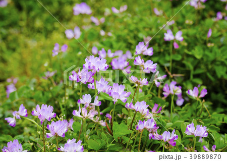 レンゲ草 レンゲ草 39889870