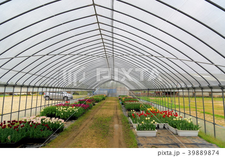 チューリップ チューリップ 39889874