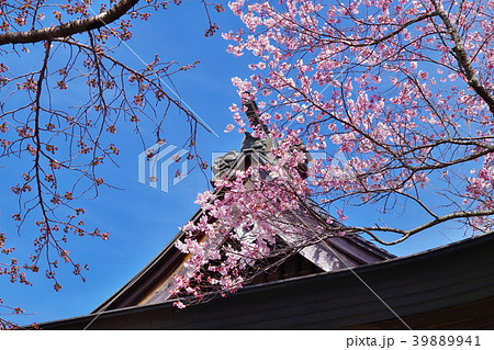 桜　満開　 39889941