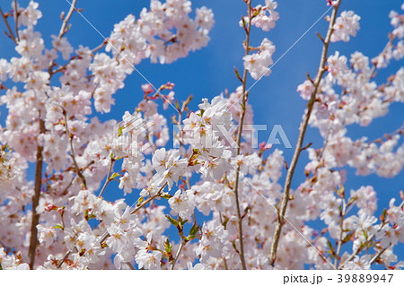 桜　満開　 39889947