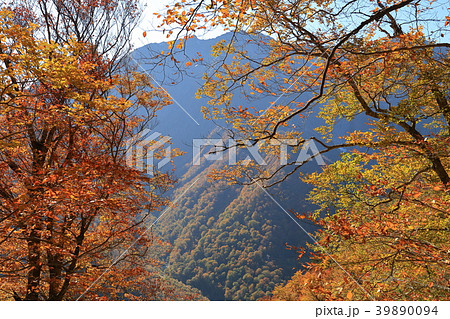 秋の白毛門1150mから見た谷川岳オキノ耳 秋の白毛門1150mから見た谷川岳オキノ耳 39890094