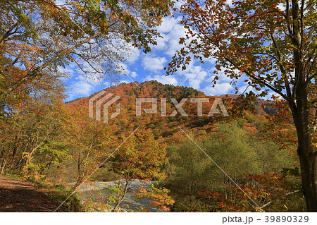 秋の谷川岳 湯桧曽川沿い(新道)を一ノ倉沢に向かって進む 秋の谷川岳 湯桧曽川沿い(新道)を一ノ倉沢に向かって進む 39890329