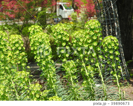 黄緑色の花:ユーフォルビア・ウルフェニー 黄緑色の花:ユーフォルビア・ウルフェニー 39890673