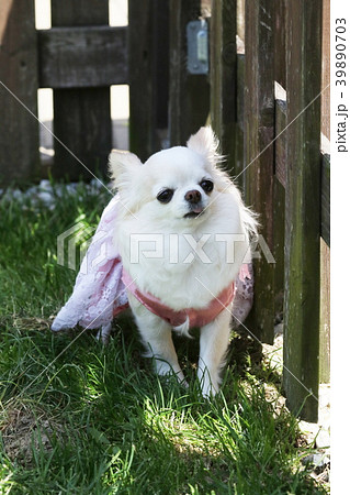 チワワ 39890703