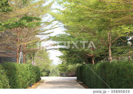 morning in the green park 39890839