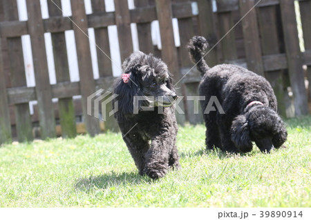 トイプードル 39890914