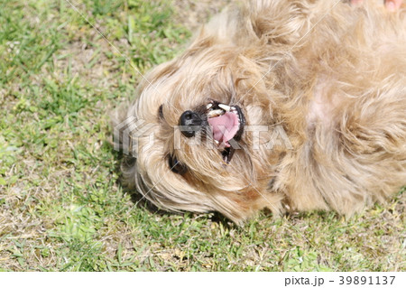 ノーフォークテリア 39891137
