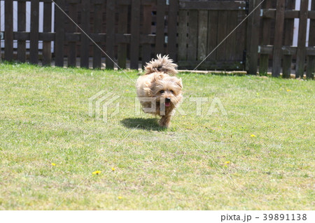 ノーフォークテリア 39891138