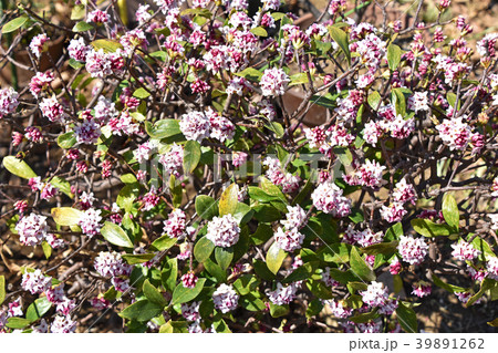 ジンチョウゲ（沈丁花） 39891262