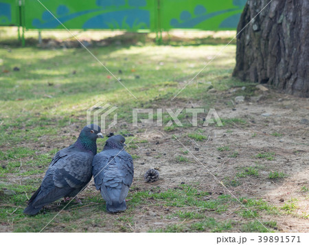 鳩 ハト キス 39891571
