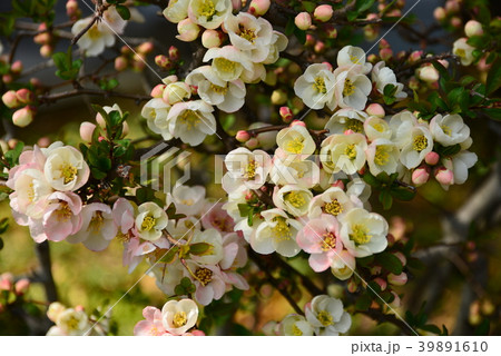 白とピンクのボケの花の写真素材