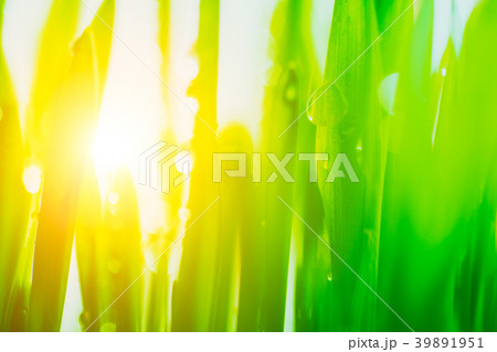 Bright sun light coming through the fresh vibrant 39891951