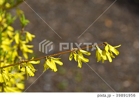 レンギョウ（連翹） 39891956