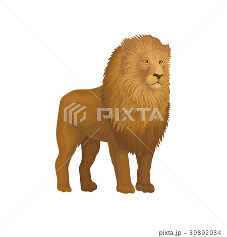 Lion wild african animal vector Illustration on a Lion wild african animal vector Illustration on a 39892034