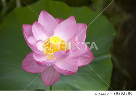 蓮花-1、可憐な一輪の花、中心部が耀きを放つ。 蓮花-1、可憐な一輪の花、中心部が耀きを放つ。 39892290