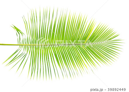 Green palm leaf isolated on white background 39892449