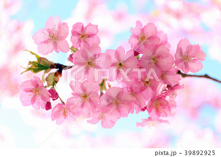 小積の河津桜 39892925