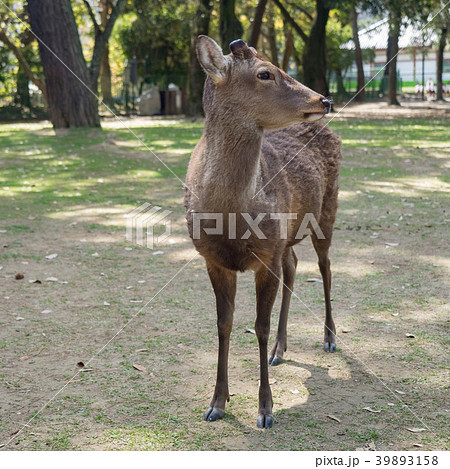 鹿 シカ しか 39893158