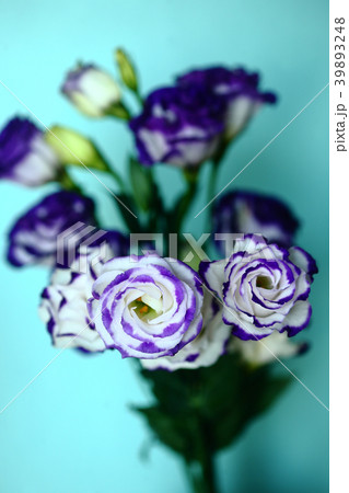 トルコキキョウ　バルカンマリンの花 39893248