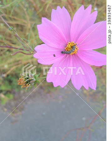 花粉をたべる虫 花粉をたべる虫 39893487