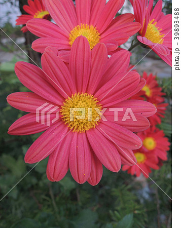 鮮やかな花 鮮やかな花 39893488