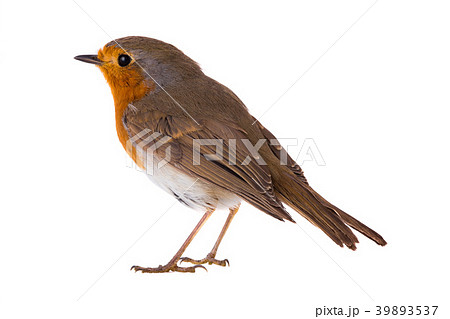 European robin (Erithacus rubecula) European robin (Erithacus rubecula) 39893537