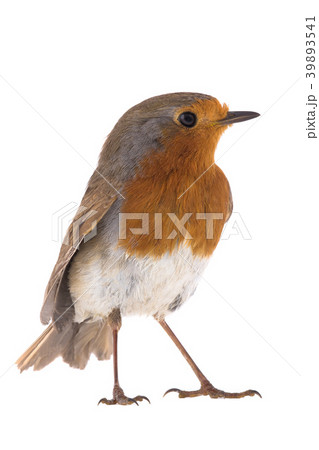 European robin (Erithacus rubecula) European robin (Erithacus rubecula) 39893541