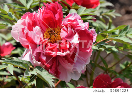 ボタン（島錦） 39894223