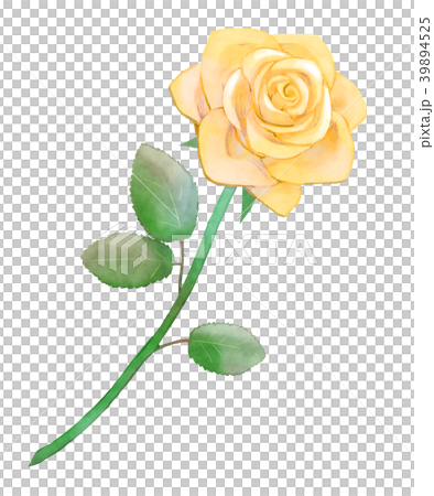 薔薇　黄 39894525