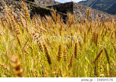 麦熟れる頃 麦熟れる頃 39894576