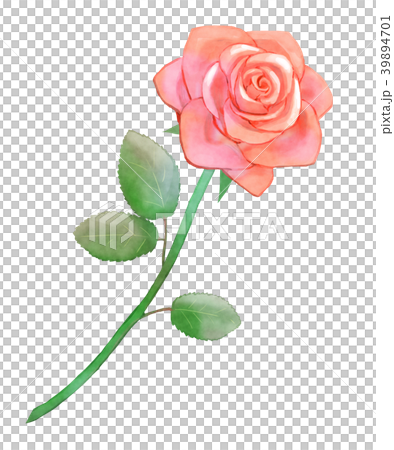 薔薇 赤のイラスト素材 薔薇 赤のイラスト素材