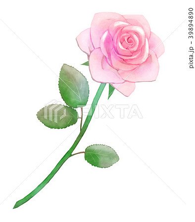 薔薇　桃 39894890