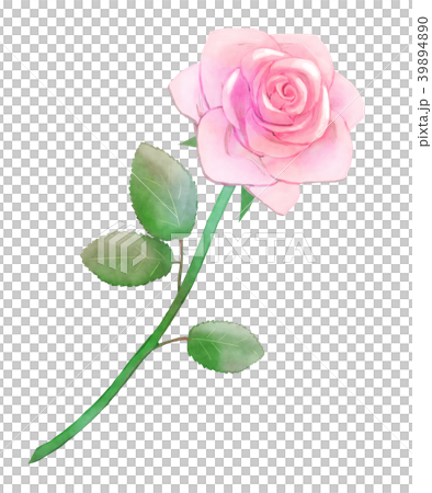 薔薇　桃 39894890