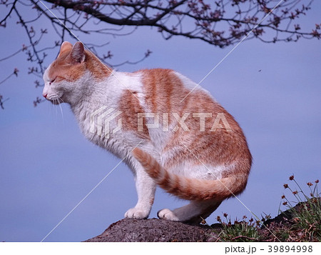 のらねこ のらねこ 39894998